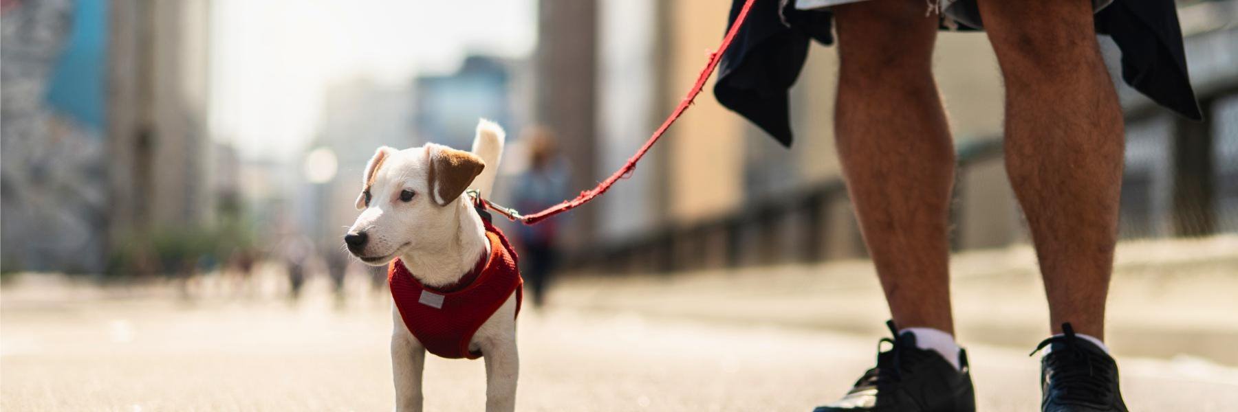 Pet-Friendly and Dog Friendly Hotel in New York City