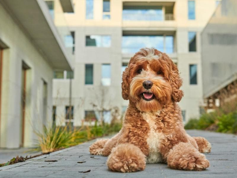 Pet-Friendly Hotel in NYC - Ameritania at Times Square